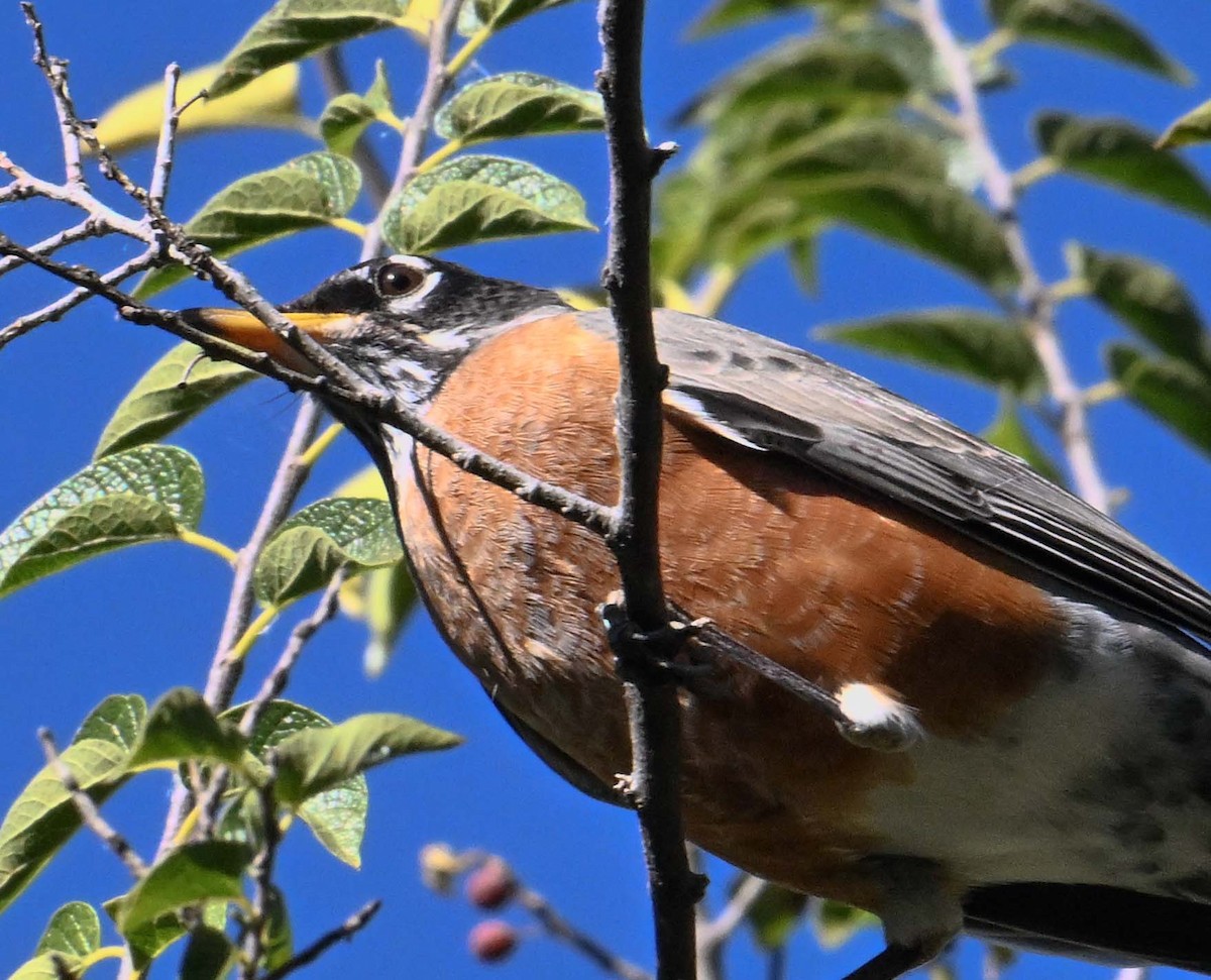 American Robin - ML644482091