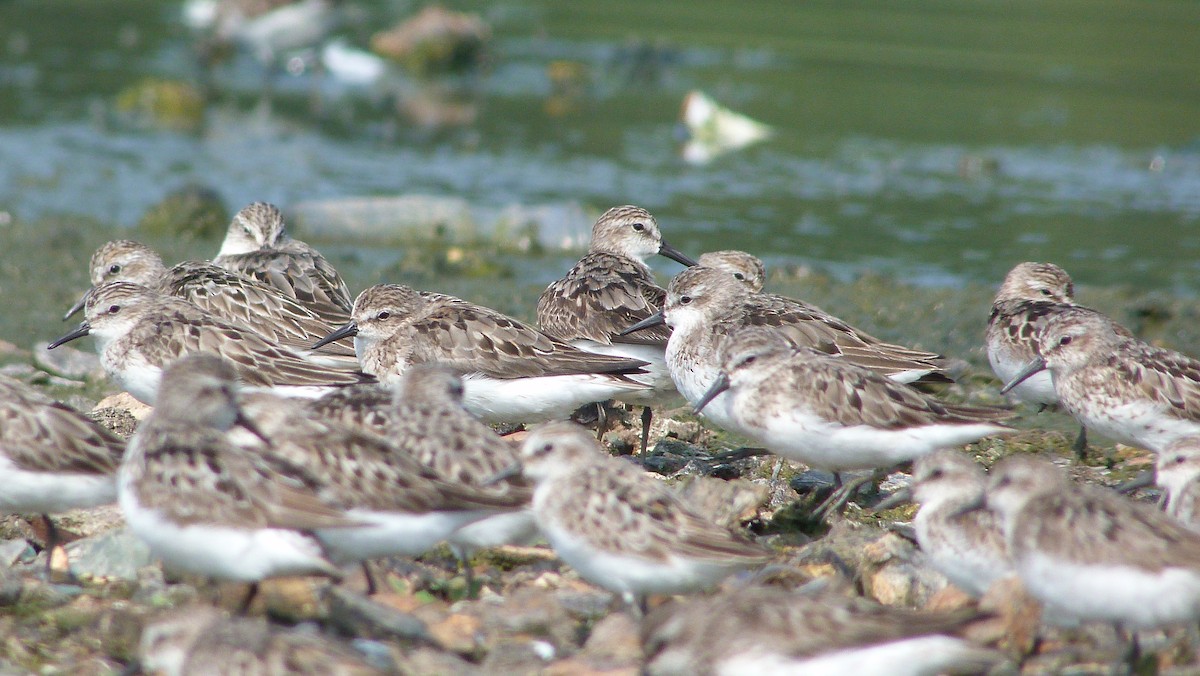 jespák srostloprstý - ML644482096