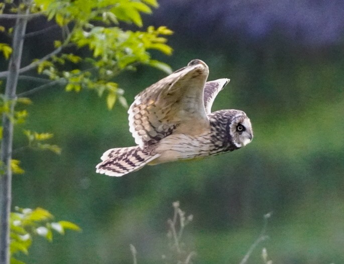 Short-eared Owl - ML644482097