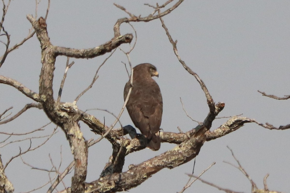 Culebrera Coliblanca - ML644482104