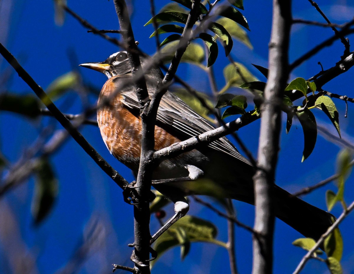 American Robin - ML644482106