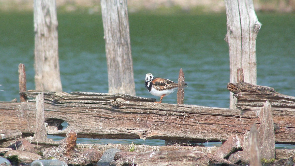 kamenáček pestrý - ML644482126