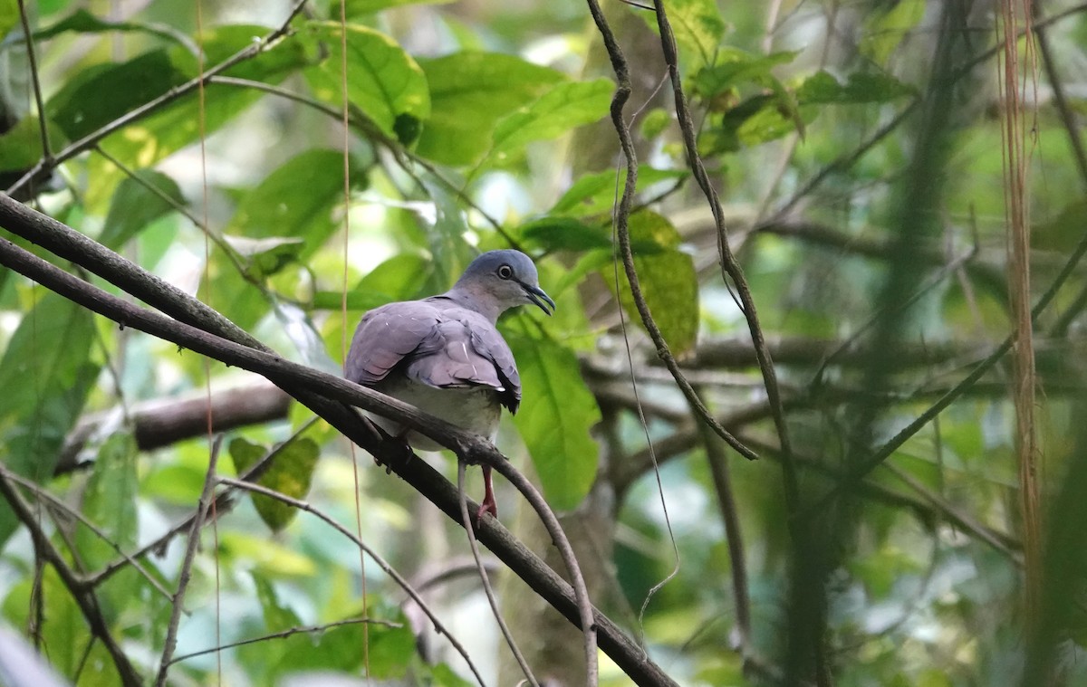 Gray-headed Dove - ML644482128