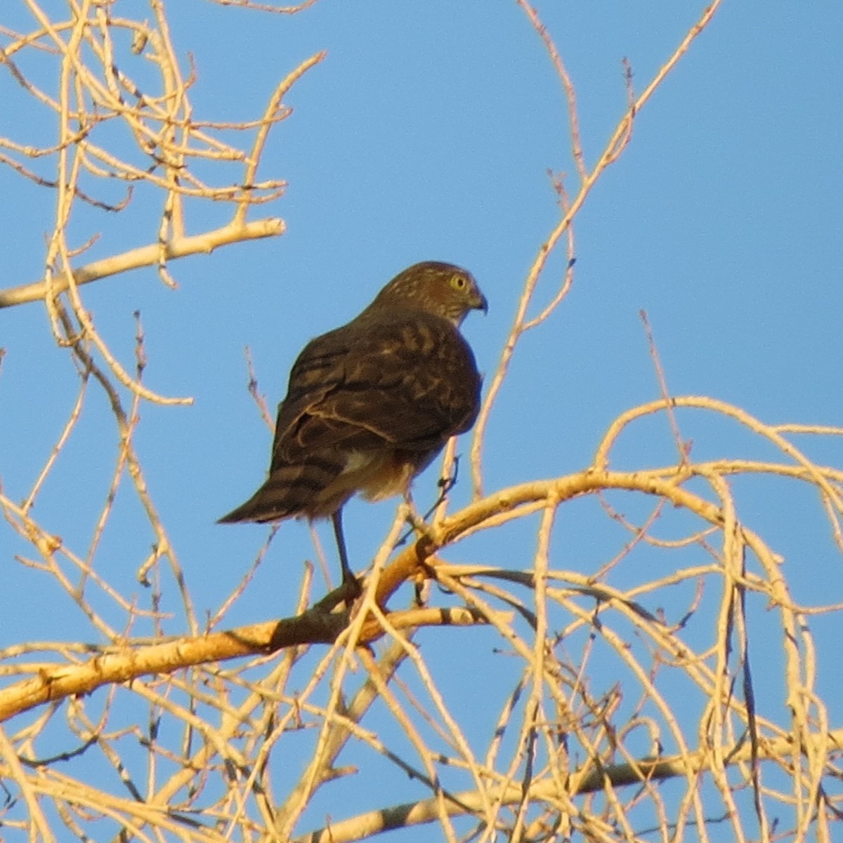 Sharp-shinned Hawk - ML644482129