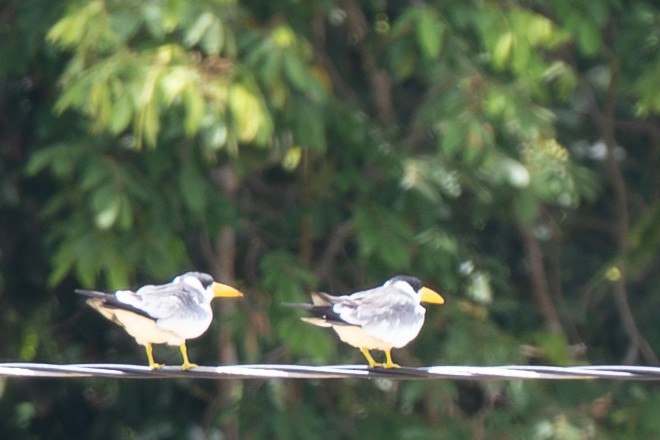 オオハシアジサシ - ML644482133