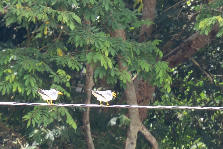 オオハシアジサシ - ML644482134