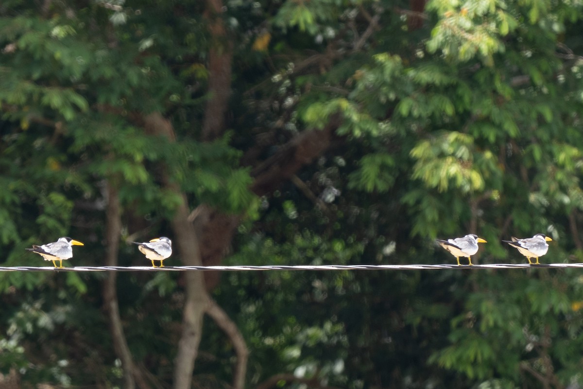 オオハシアジサシ - ML644482137