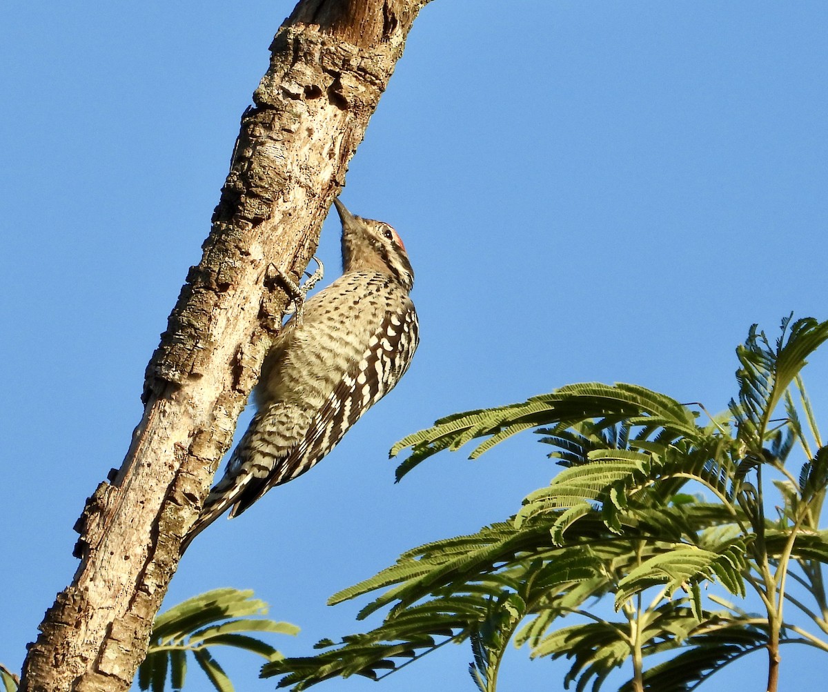 Ladder-backed Woodpecker - ML644482139