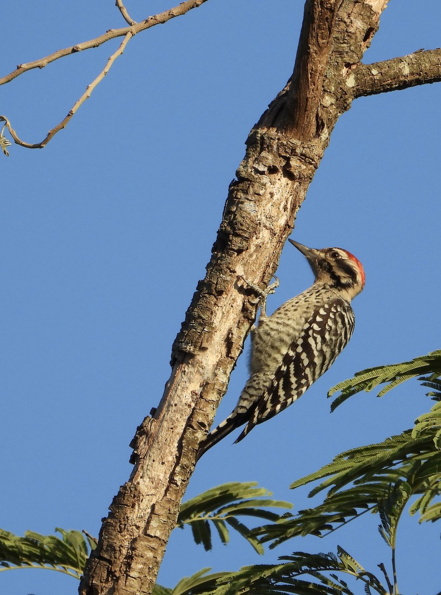 Ladder-backed Woodpecker - ML644482140