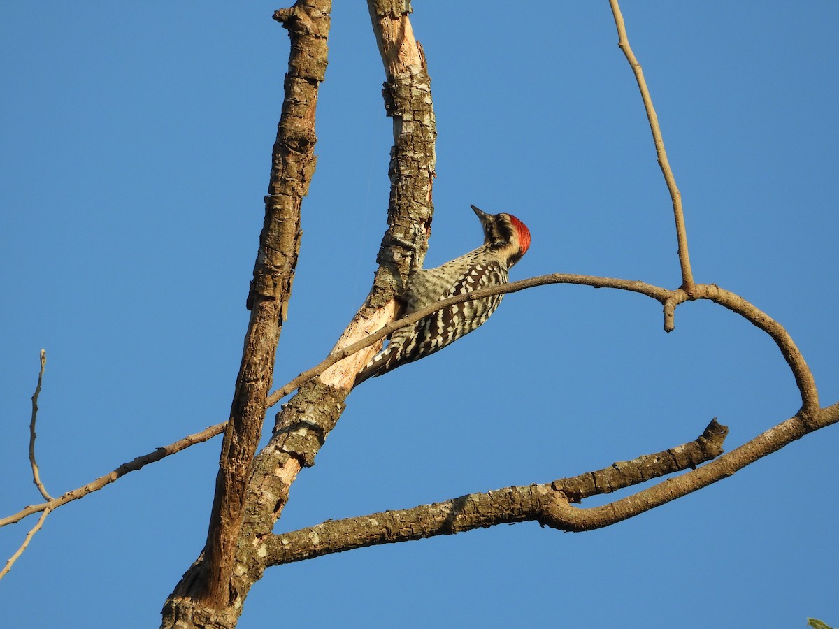 Ladder-backed Woodpecker - ML644482142
