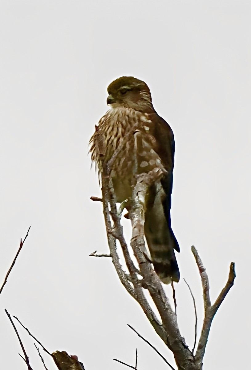 Merlin - ML644482143