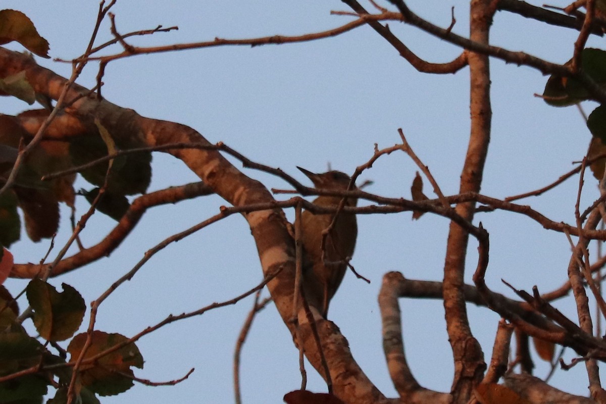 Olive Woodpecker - ML644482144