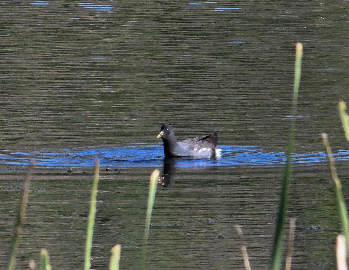 Amerika Sutavuğu - ML644482147