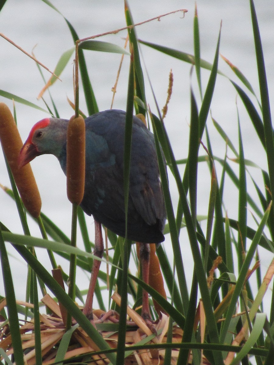 slípka šedohlavá - ML644482150