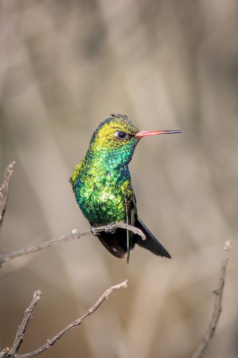 Glittering-bellied Emerald - ML644482151