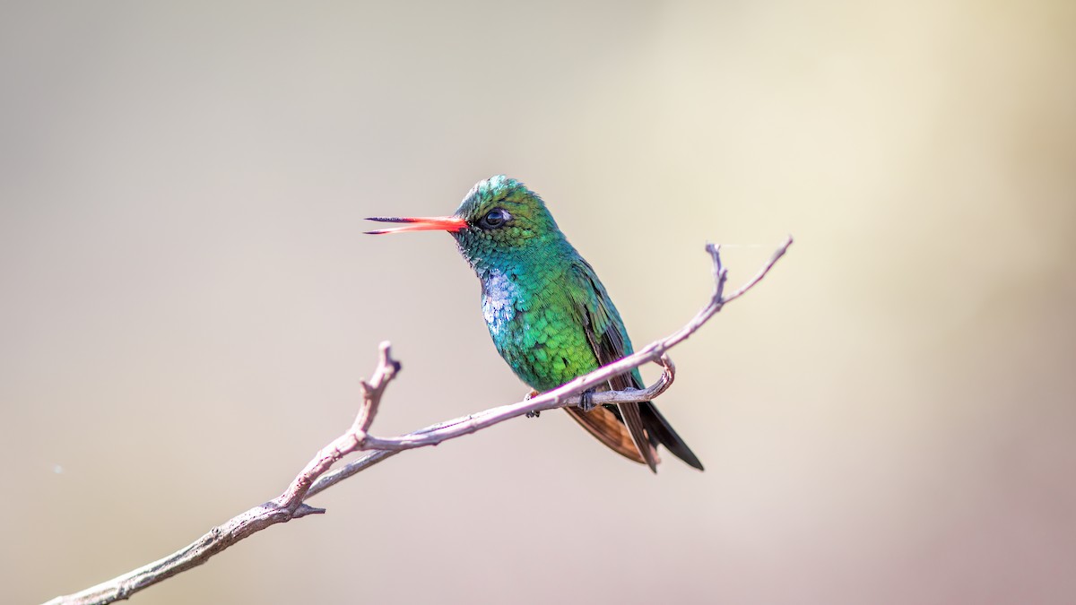 Glittering-bellied Emerald - ML644482152