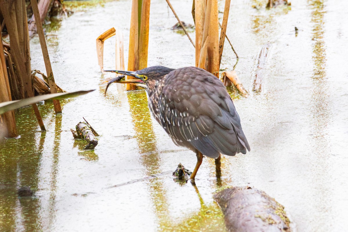 Green Heron - ML644482168