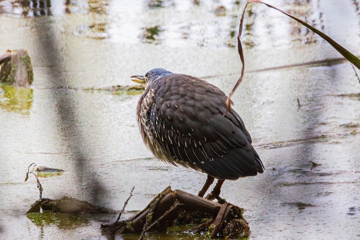 Green Heron - ML644482169