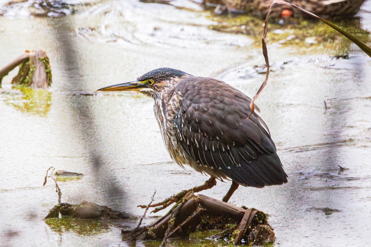 Green Heron - ML644482170
