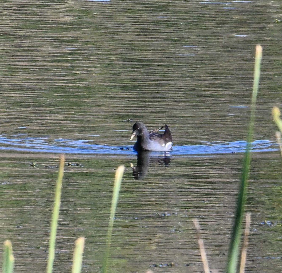 Amerika Sutavuğu - ML644482171