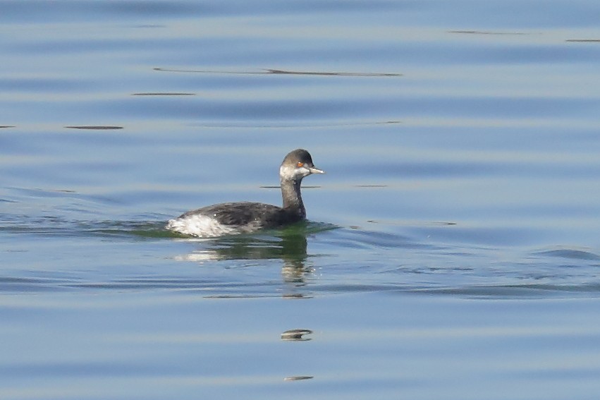 Eared Grebe - ML644482175