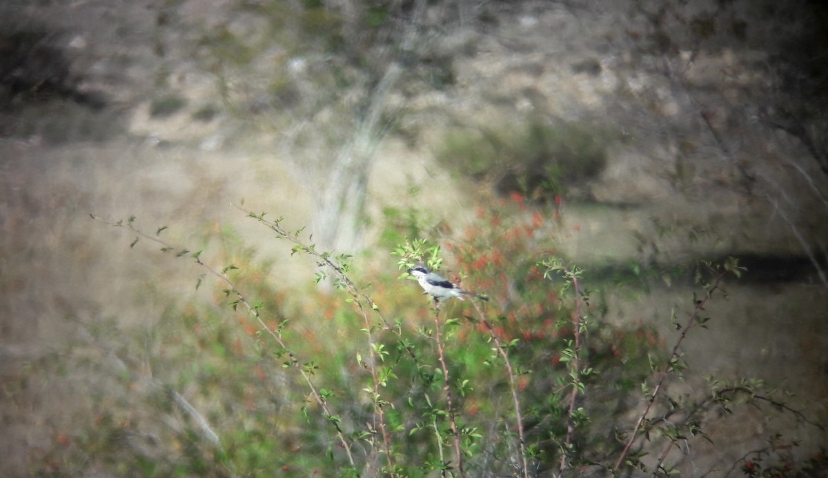 ťuhýk iberský - ML644482195