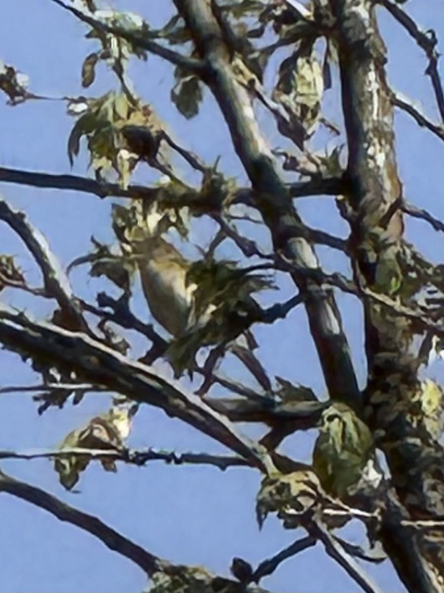 Pouillot ibérique - ML644482197