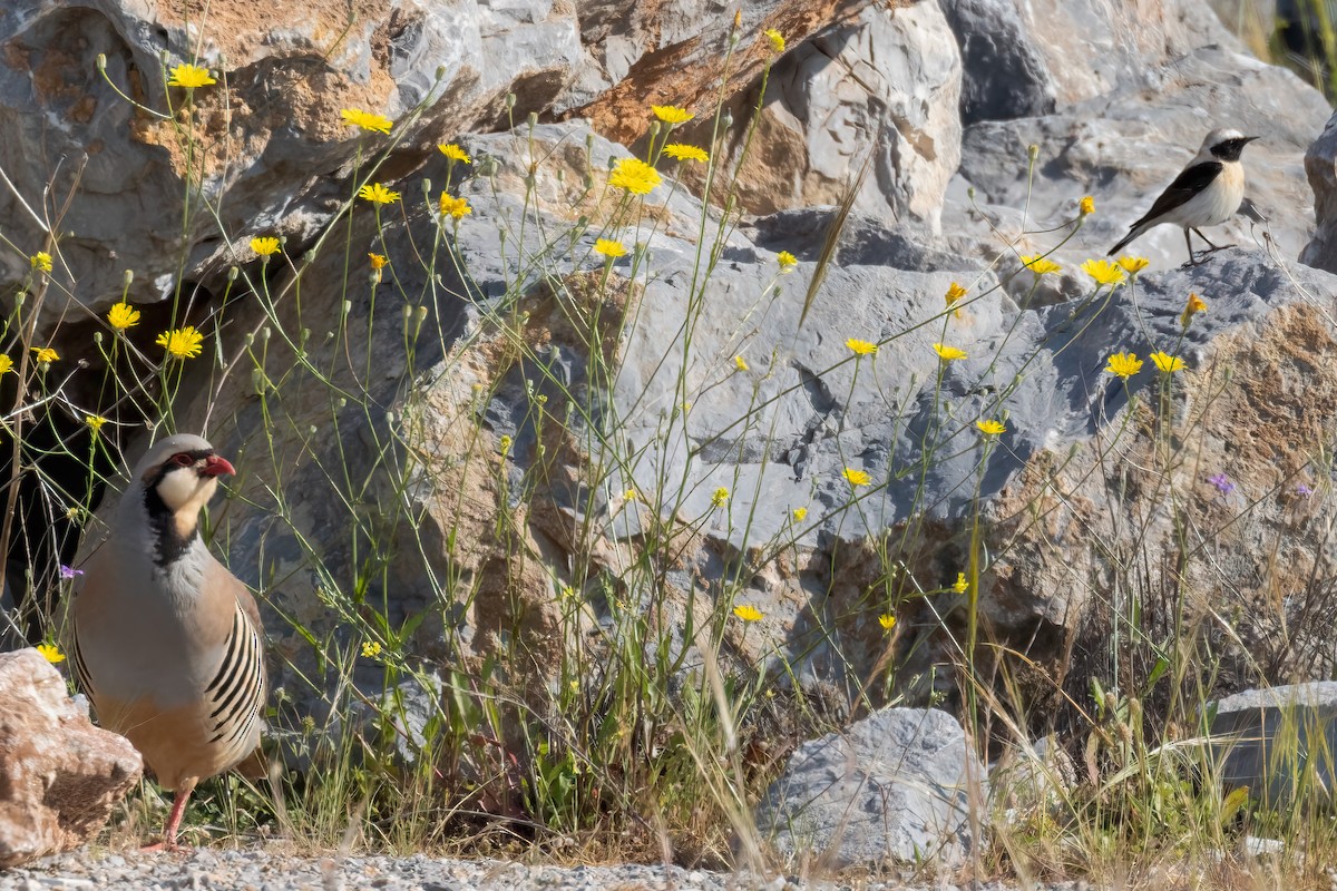 Eastern Black-eared Wheatear - ML644482206
