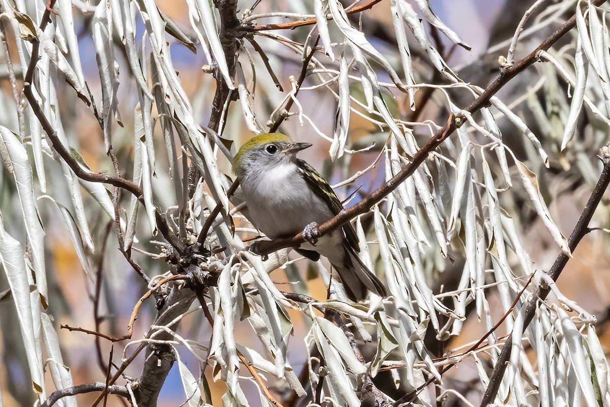 Chestnut-sided Warbler - ML644482211