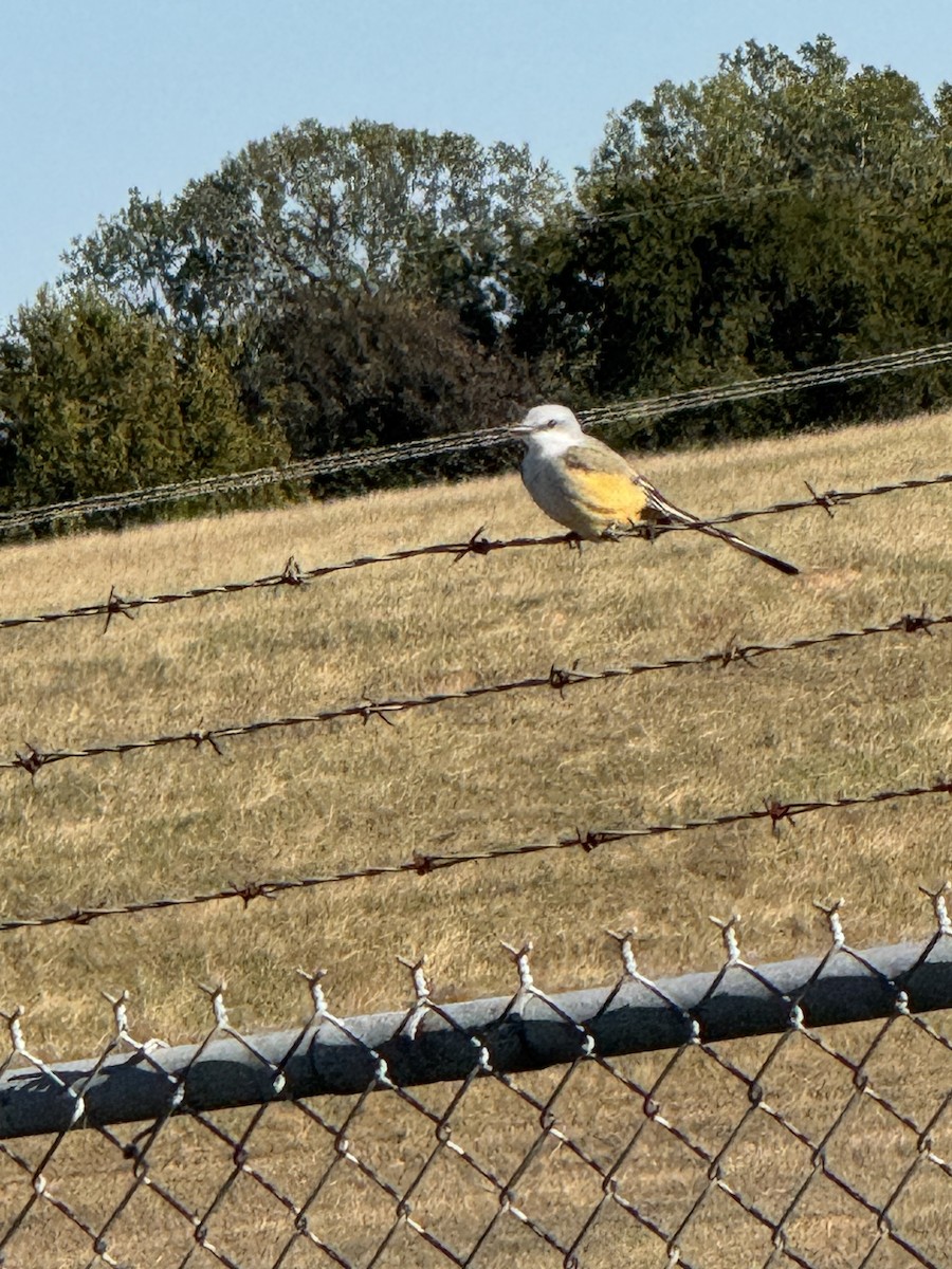 エンビタイランチョウ - ML644482212