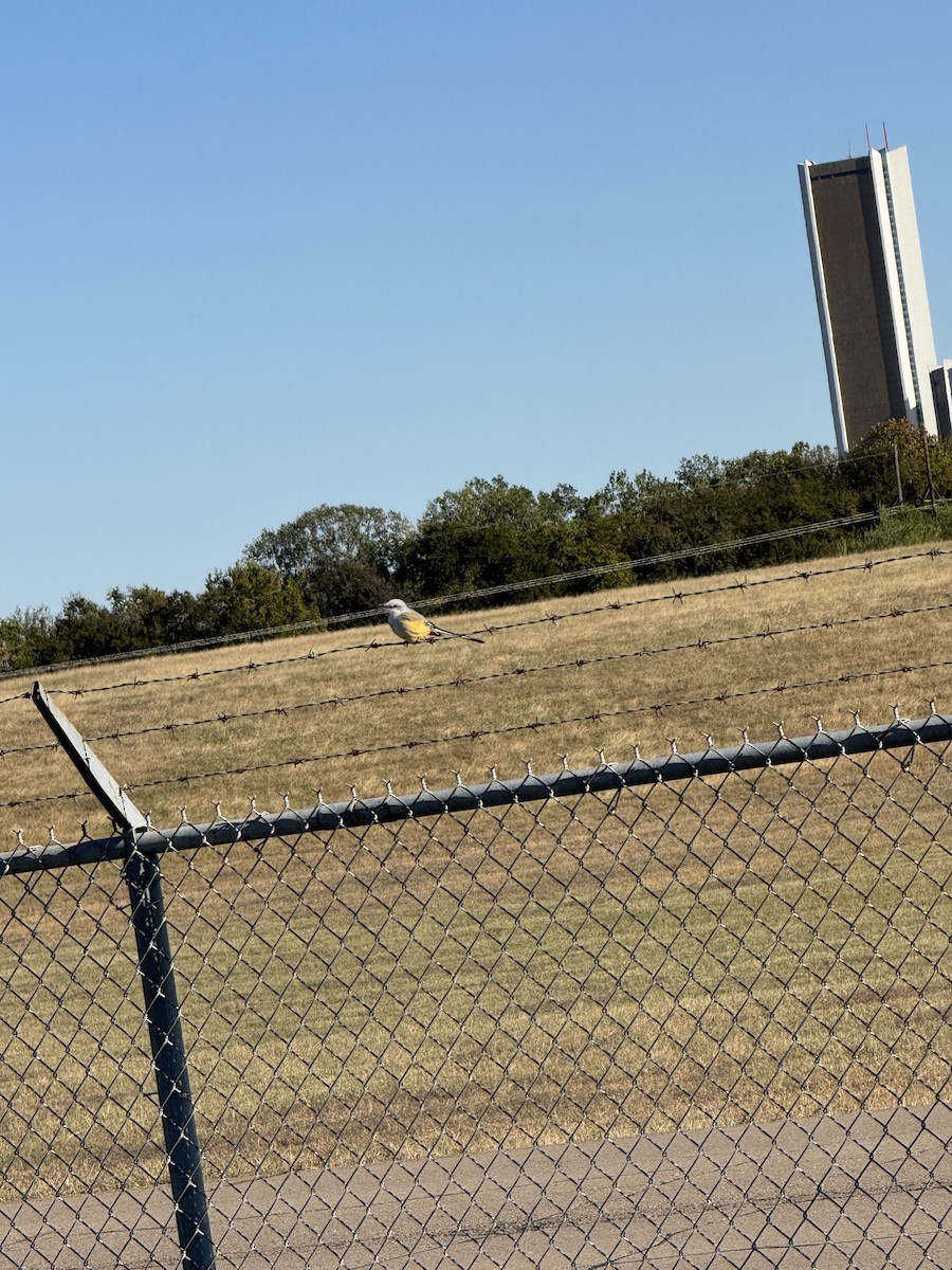 エンビタイランチョウ - ML644482213