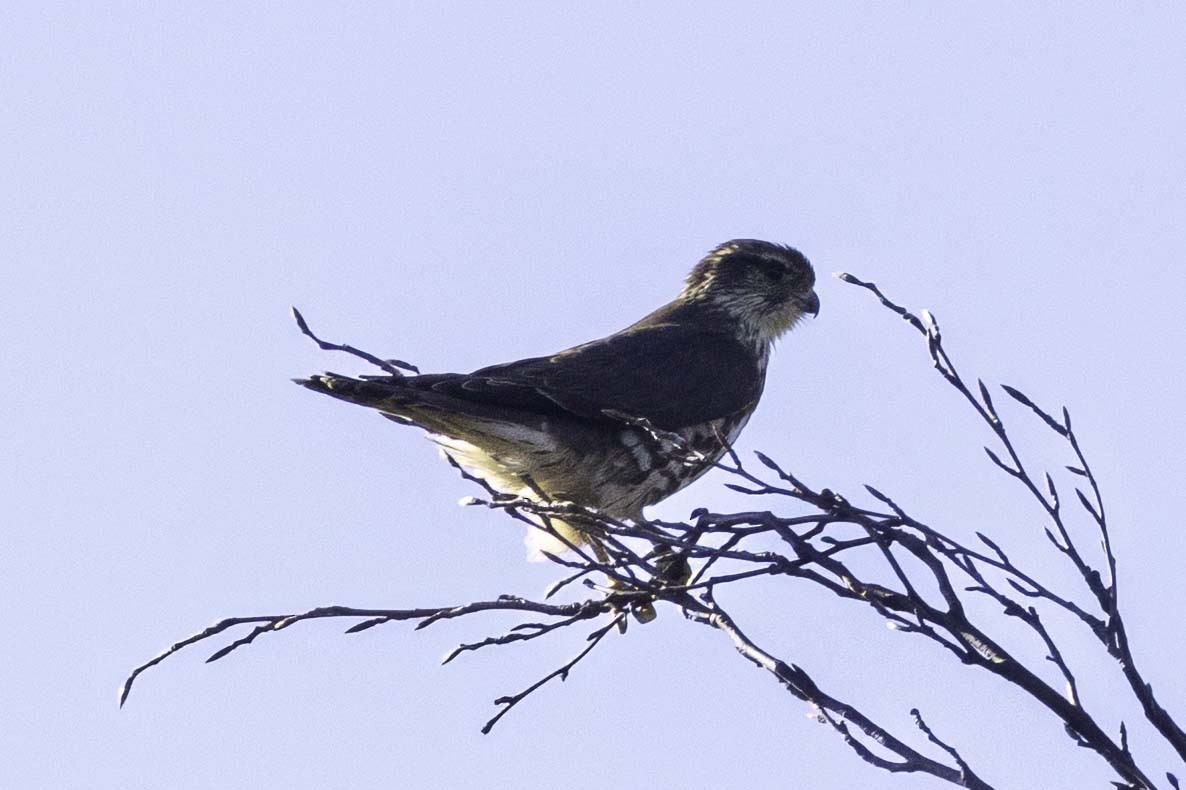 Хайргууна шонхор - ML644482215