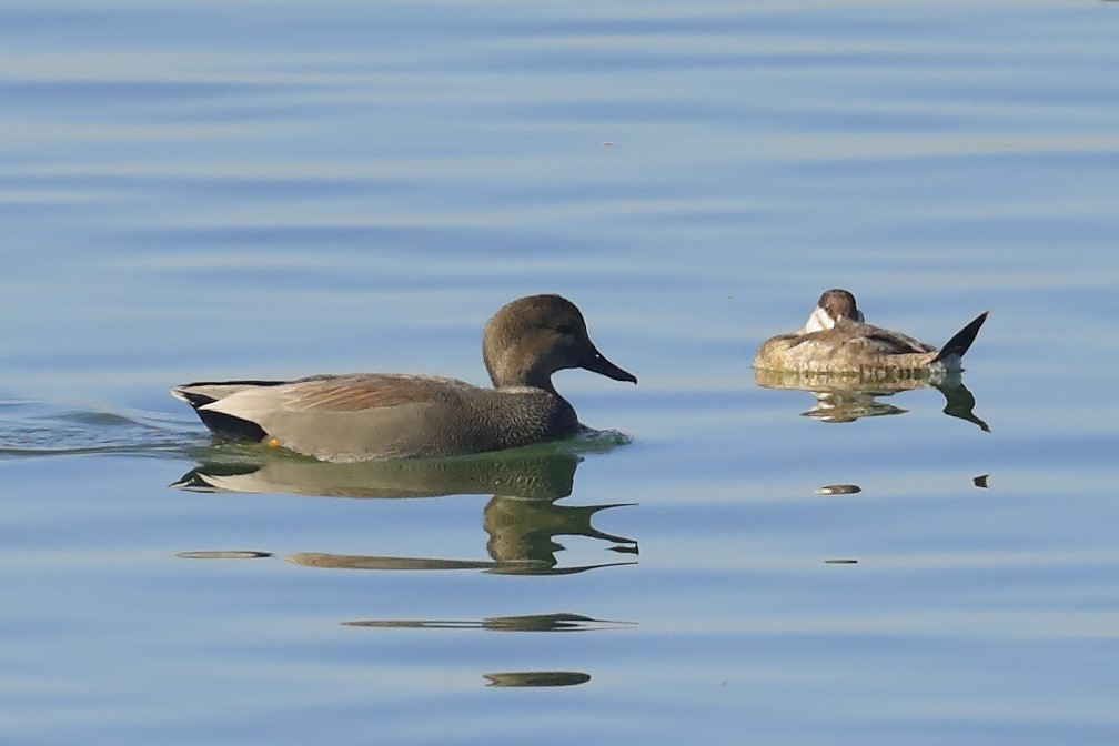 Gadwall - ML644482220