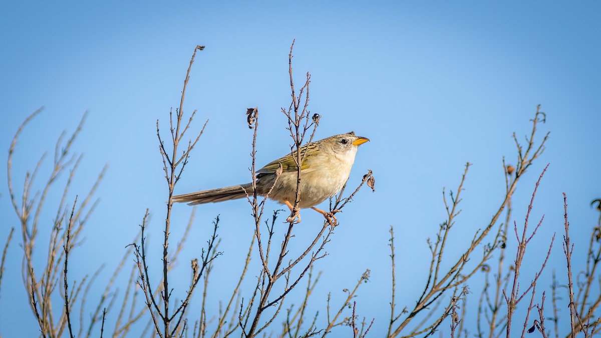 Wedge-tailed Grass-Finch - ML644482223