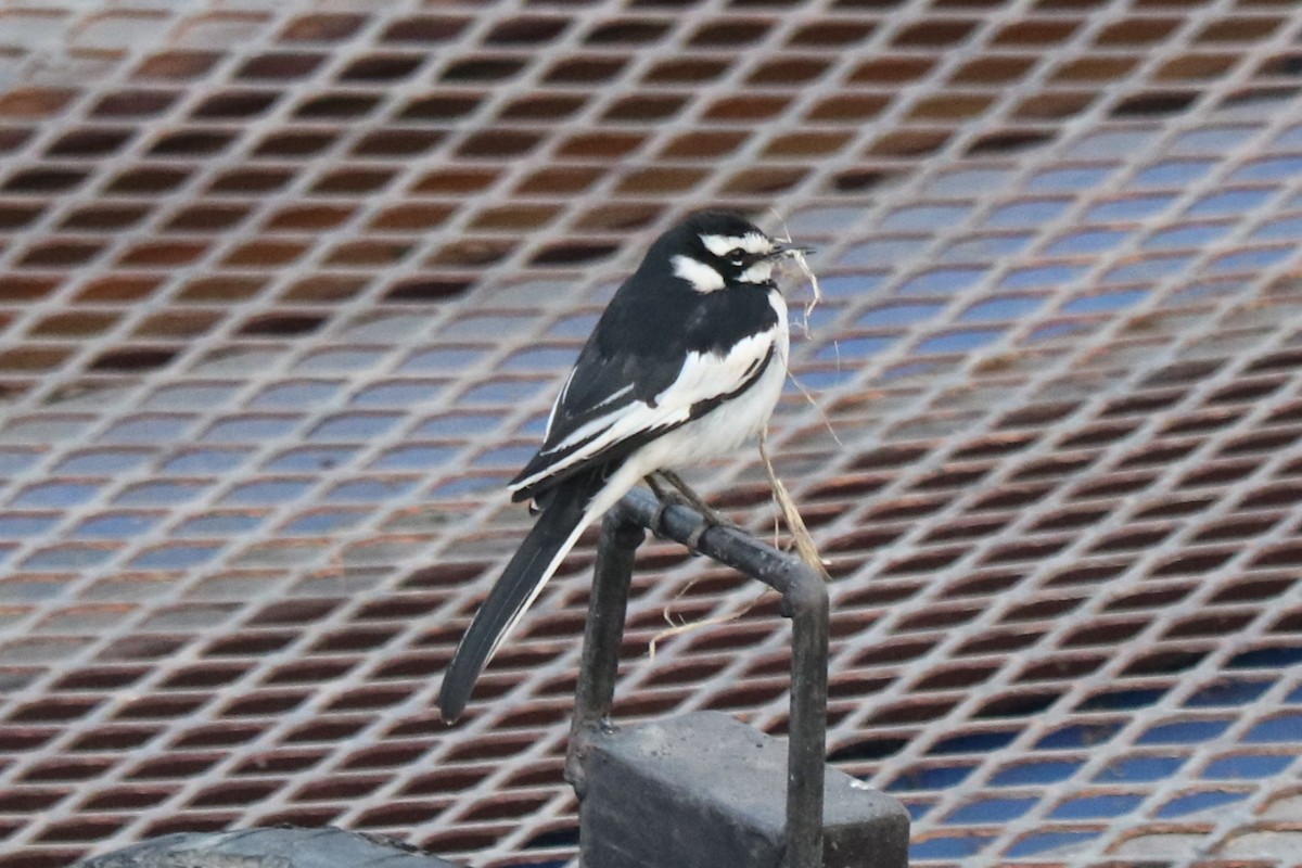 African Pied Wagtail - ML644482232