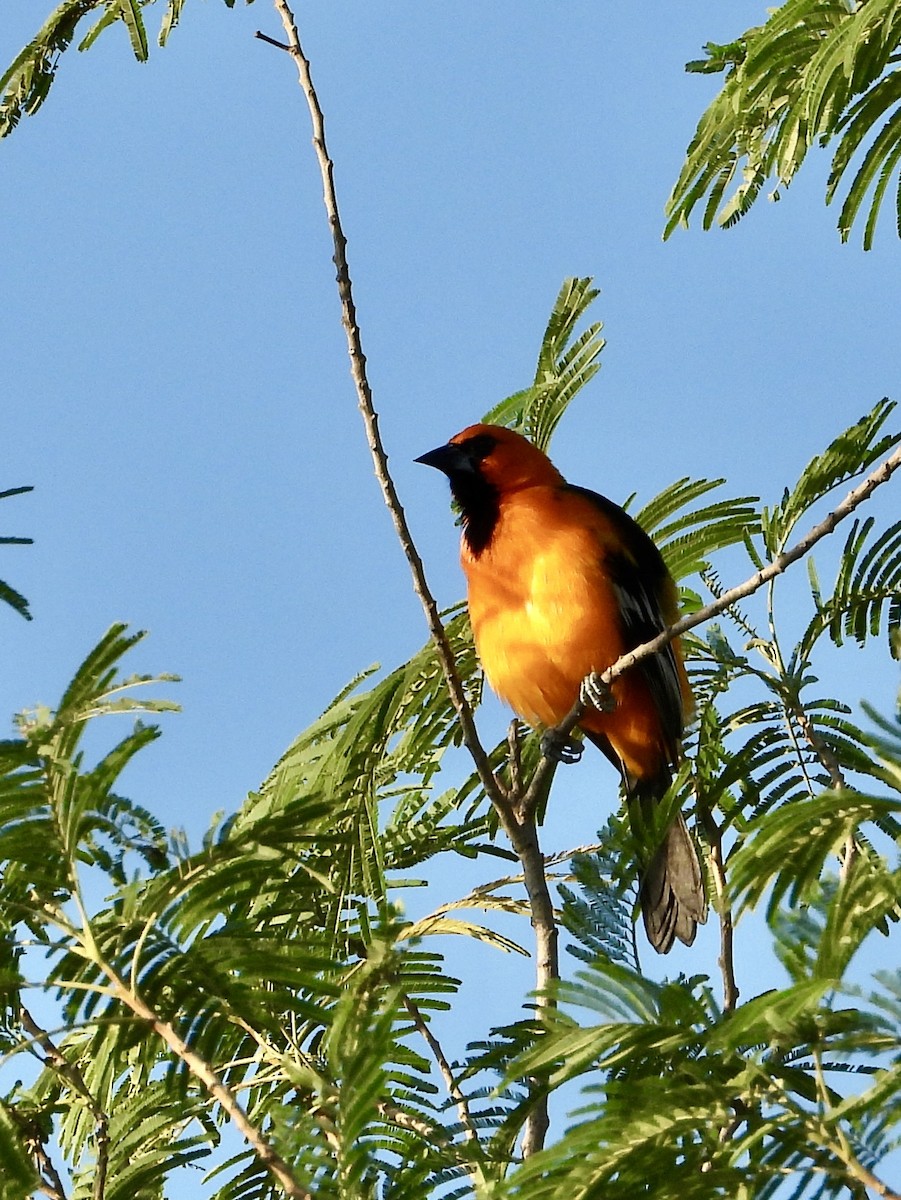 Altamira Oriole - ML644482234