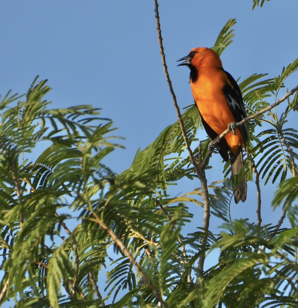 Altamira Oriole - ML644482236