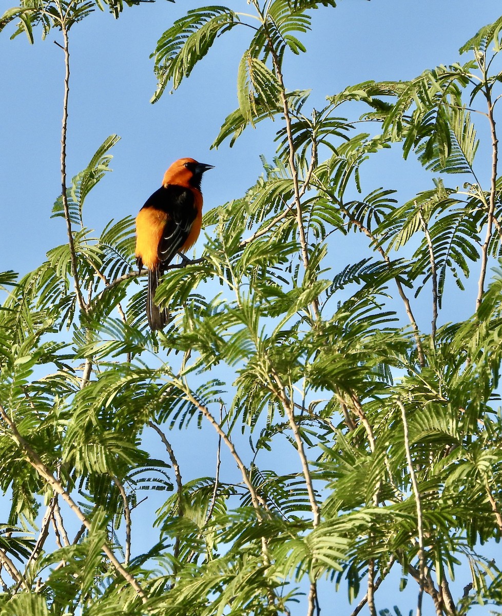 Altamira Oriole - ML644482238