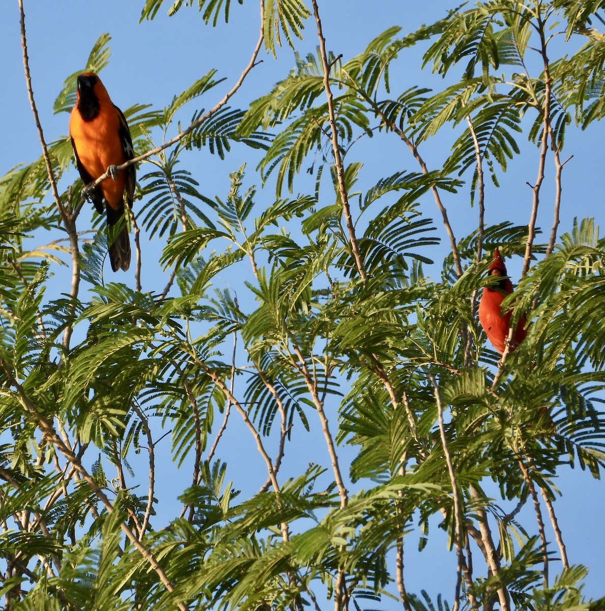Altamira Oriole - ML644482239