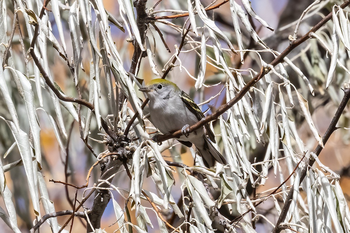 Chestnut-sided Warbler - ML644482240