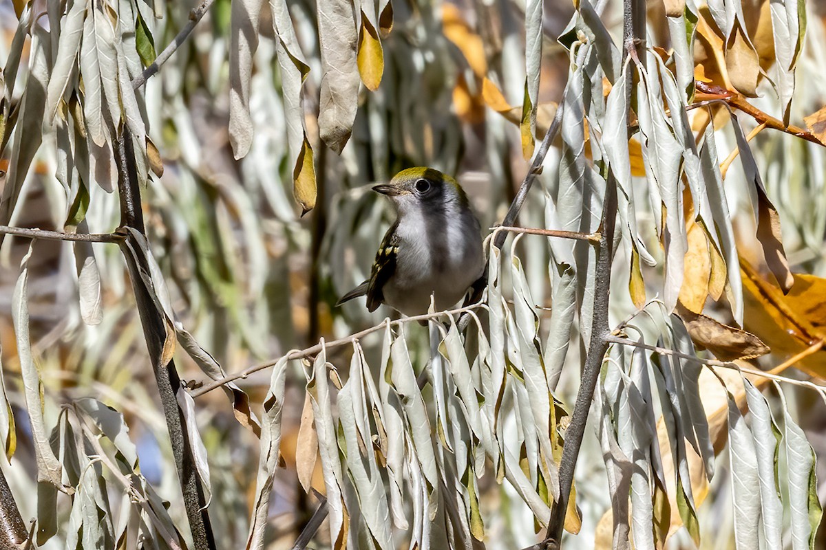 Chestnut-sided Warbler - ML644482241