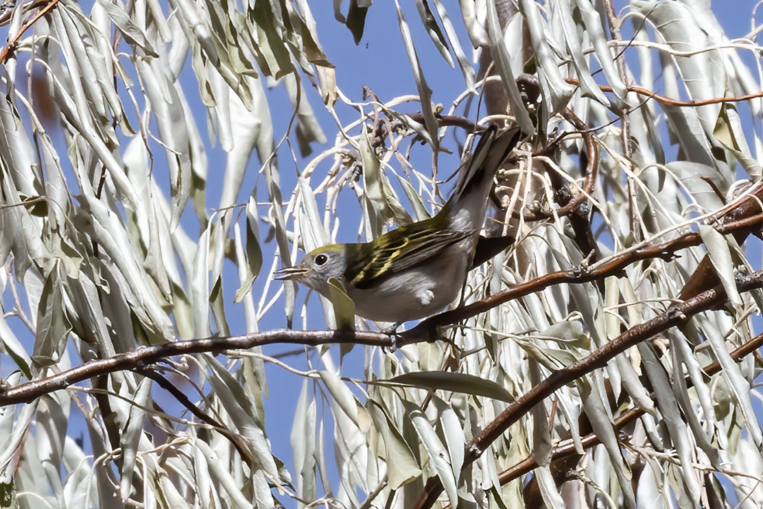 Chestnut-sided Warbler - ML644482242