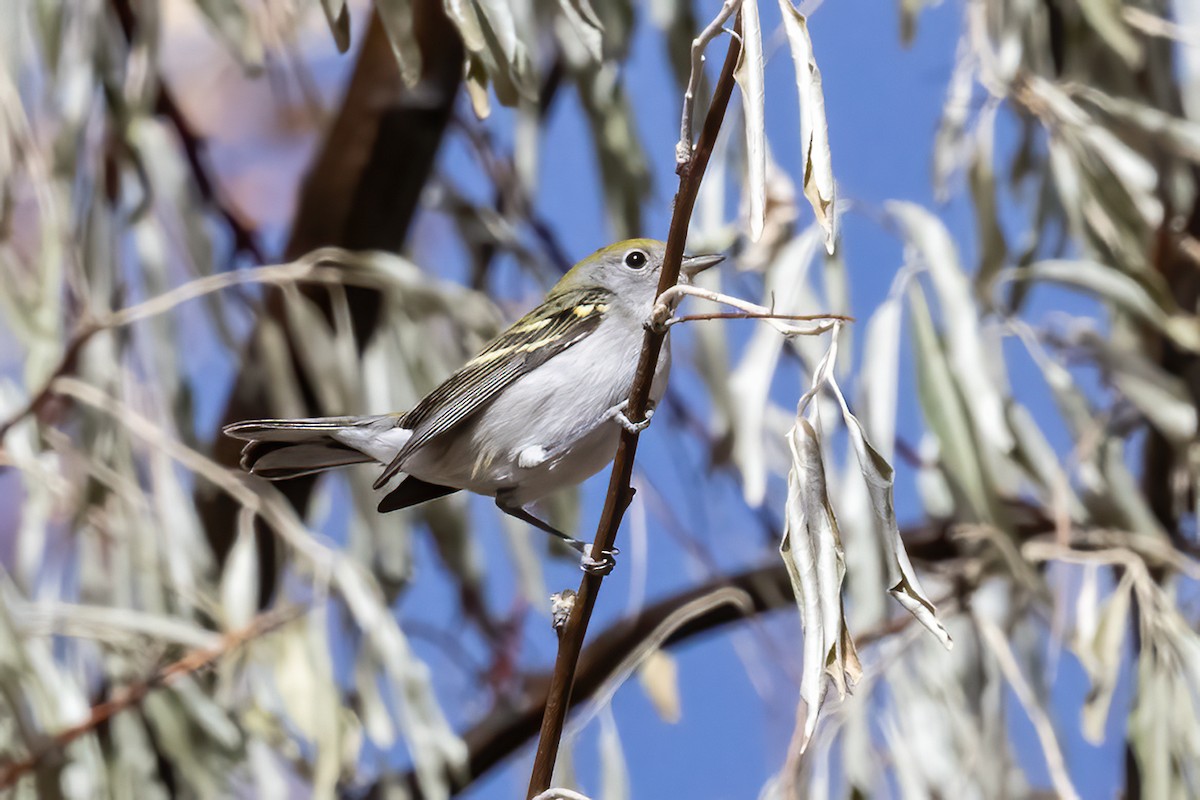 Chestnut-sided Warbler - ML644482243