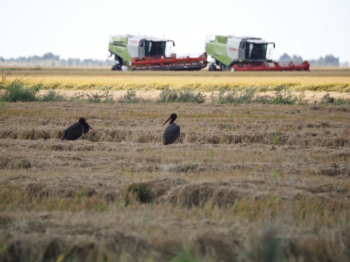 Black Stork - ML644482253