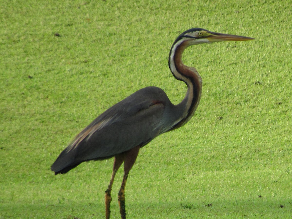 volavka červená - ML644482256