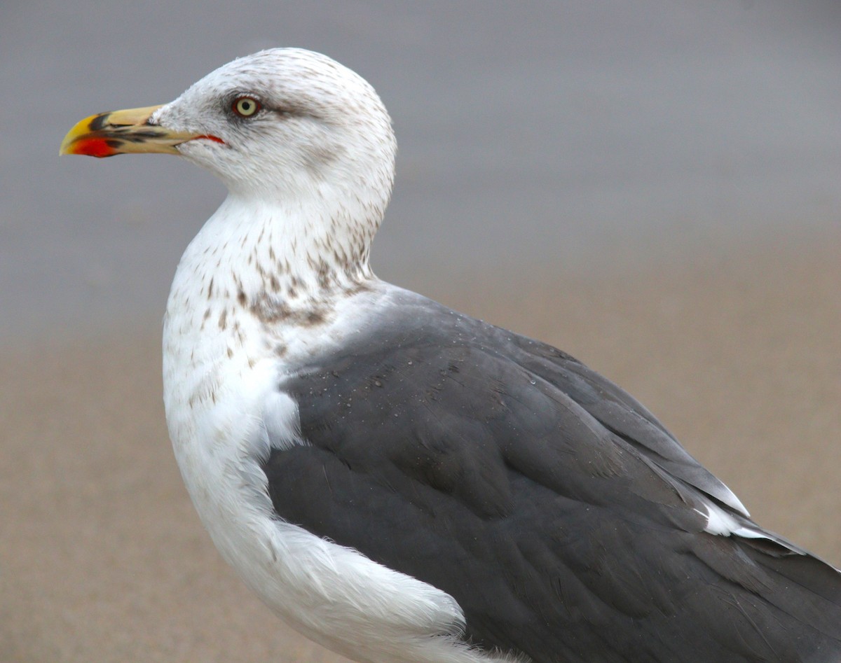 racek žlutonohý - ML644482262