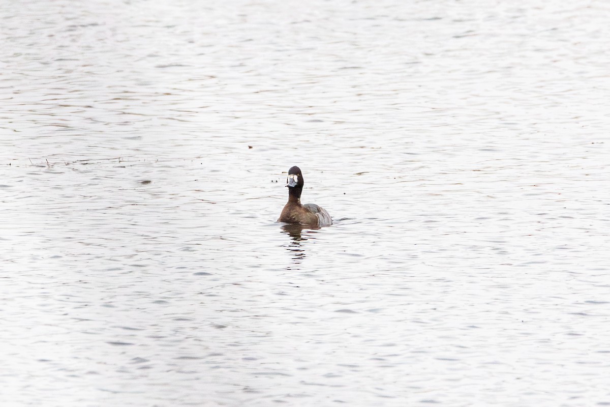 小斑背潛鴨 - ML644482263