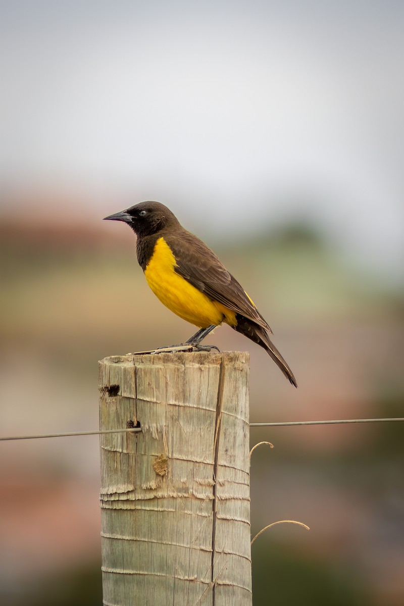 Yellow-rumped Marshbird - ML644482267
