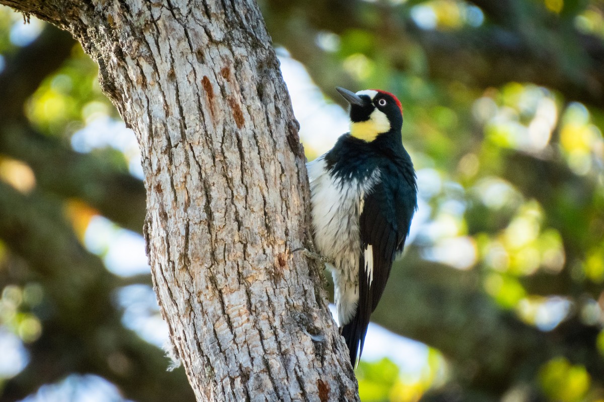 Acorn Woodpecker - ML644482268