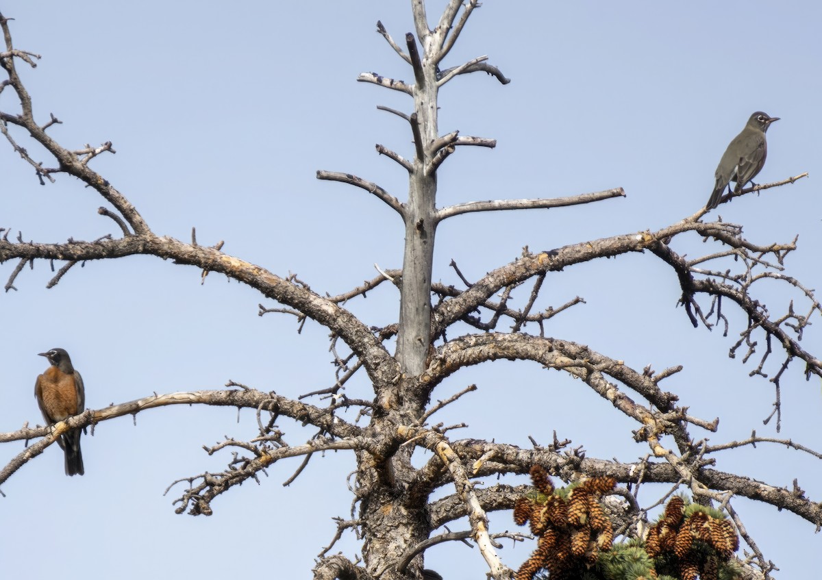 American Robin - ML644482278